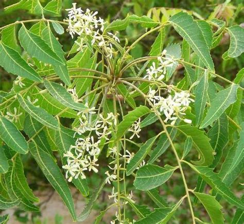 Dry Neem Flower - Vepa Puvvu 10 Grams - Delivery Starts From March 5th ...