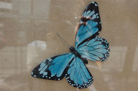 the turquoise butterfly by notisia on DeviantArt