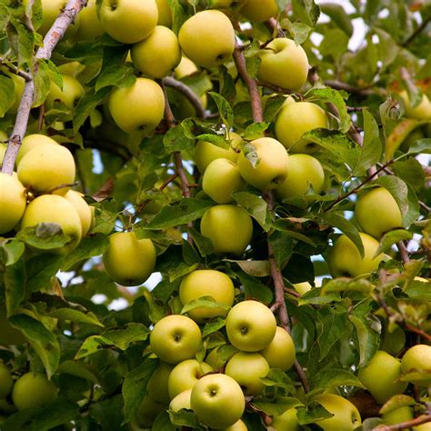 Golden Delicious Apple Trees for Sale | FastGrowingTrees.com