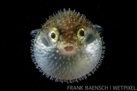 Take a close look at these stunning baby fish | Baby fish, Fish, Underwater photography