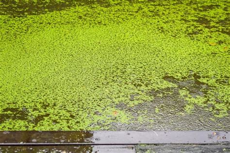 Duckweed Edible For Humans: Are All Duckweed Edible?