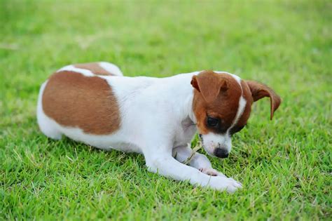 Why Do Dogs Eat Grass Frantically? (What It Is & What to Do)