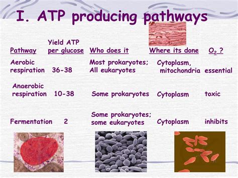 PPT - Energy producing pathways PowerPoint Presentation, free download ...