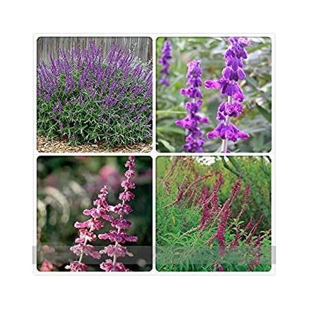 Amazon.com : ADB Inc DD Imported Mexican Bush Sage Pink Salvia Leucantha Flower Seeds : Patio ...