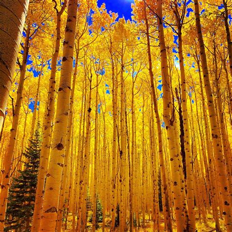 Photo: Fall in Aspen | Amazing photography, Morning pictures, Aspen