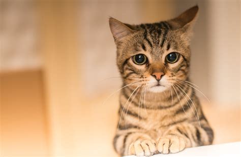 Conjunctivitis In Cats: Symptoms, Causes, & Treatment | Dutch