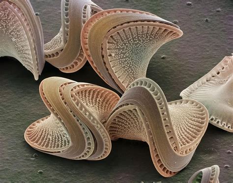 Diatoms, Sem by Power And Syred - Diatoms, Sem Photograph ... Microscopic Organisms, Microscopic ...