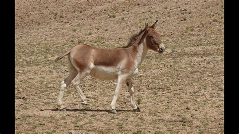 Kiang/Tibetan wild ass (Equus kiang): Characteristics, Habitat, Diet, Behaviour and Status - YouTube