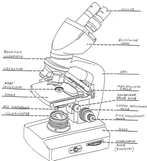 Blank Diagram Of Microscope 5022 | The Best Porn Website