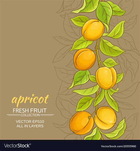 Apricot background Royalty Free Vector Image - VectorStock