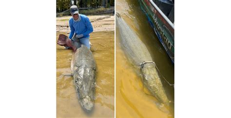 Remember This Massive Texas Alligator Gar? - Wide Open Spaces