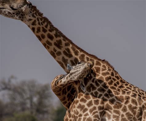 Ever seen giraffe fight, you can at Little Makalolo, Zimbabwe - Trufflepig