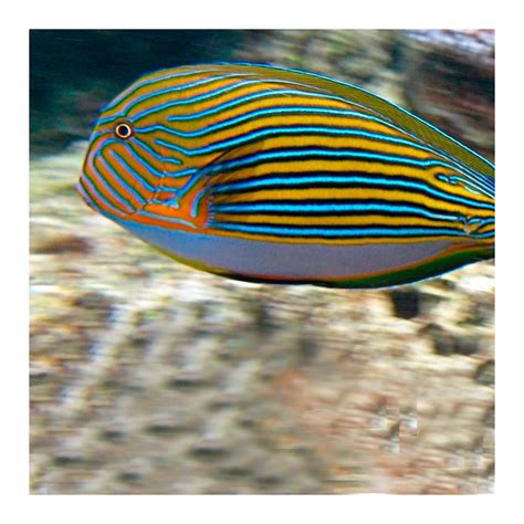 Acanthurus Lineatus M