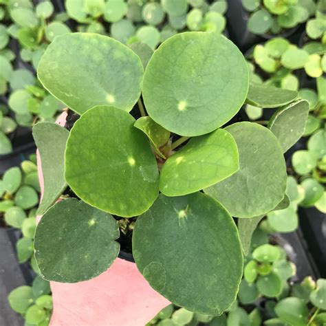 Pilea peperomioides - Chinese Money Plant (4.5" Pot) | Little Prince To Go