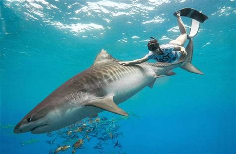 World’s Biggest Tiger Shark? (2020) « Celebrity Gossip and Movie News