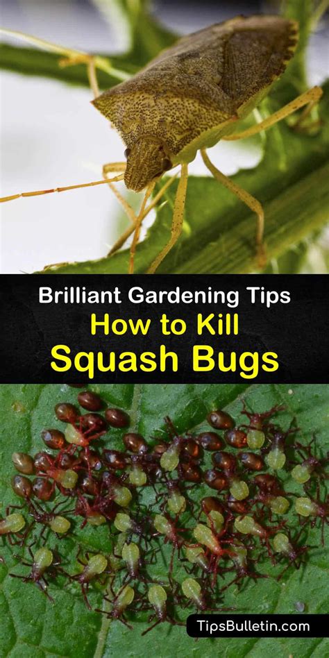 Squash Bug Control - Step-by-Step Guide for Killing Squash Bugs