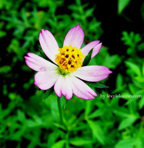 Kenikir (Cosmos caudatus Kunth) flower | lexyleksono