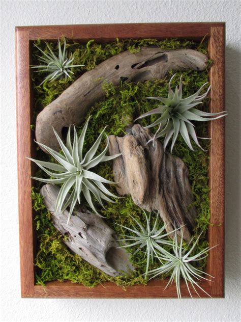 Tillandsia Living Wall by Midnight Blossom Air Plant Wall