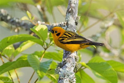 Golden Tanager (Tangara arthus) | The Golden Tanager (Tangar… | Flickr