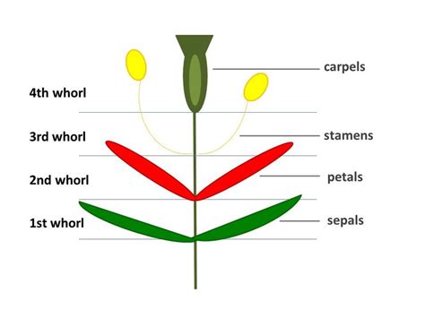 Whorls (circular sections of the flower each consisting of a different ...