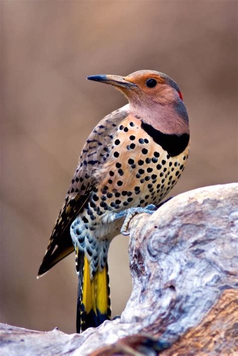 Northern Flicker | Pet birds, Beautiful birds, Bird identification