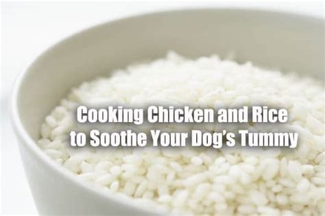 Cooking Chicken and Rice to Soothe Your Dog's Tummy