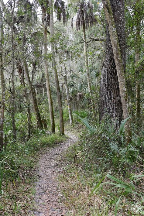 Tampa Bay's Natural Beach Alternative: Hillsborough River State Park (Florida)