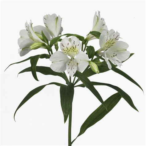 Free photo: White Alstroemeria - Flower, Garden, Petals - Free Download - Jooinn