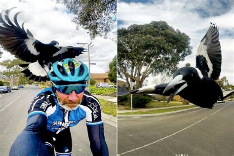 Watch: Magpie attacks cyclist in Australia; government urges riders to 'take extra precautions ...