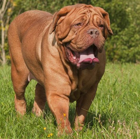 Dog Stuff for Dogue de Bordeaux | French mastiff dog, Dog breeds, Mastiff dog breeds