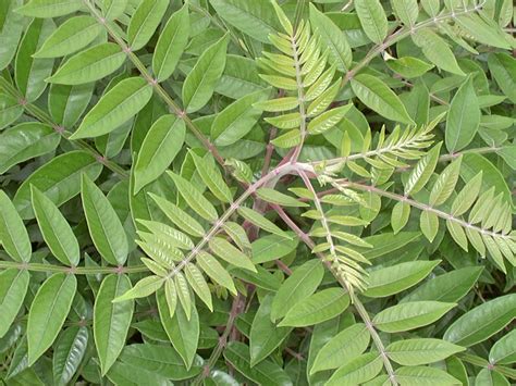 poison sumac images - pictures, photos