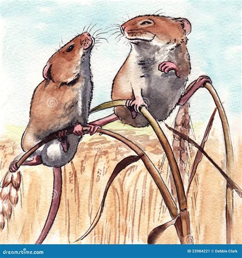 Harvest Mice stock illustration. Illustration of harvest - 23984221