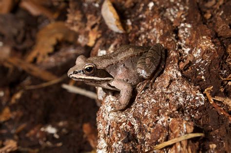 Frogs That Freeze Solid : The National Wildlife Federation Blog