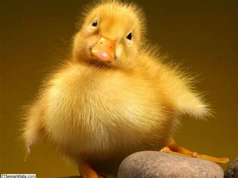 Adorable Ducklings To Brighten Your Day :) · Cute-Baby-Animals.com ...