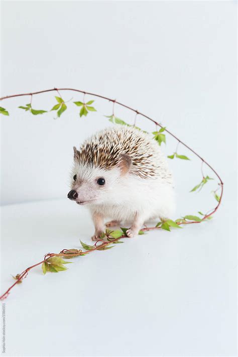 Pygmy Hedgehog