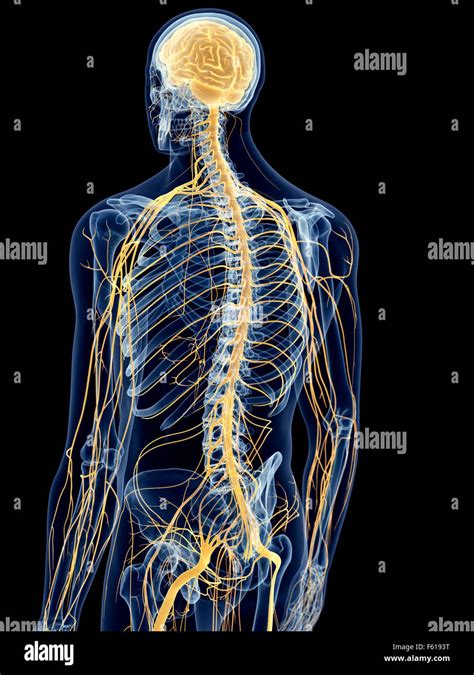 medically accurate illustration of the back nerves Stock Photo, Royalty ...