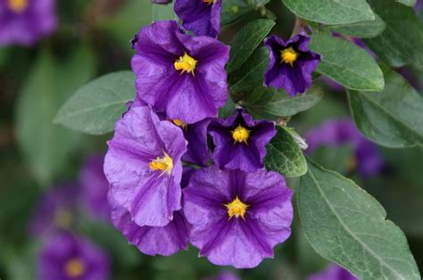 Purple Nightshade Flower Free Stock Photo - Public Domain Pictures