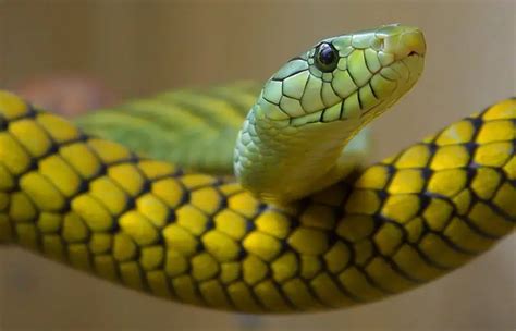 Boomslang | The Animal Facts | Appearance, Diet, Habitat, Behavior