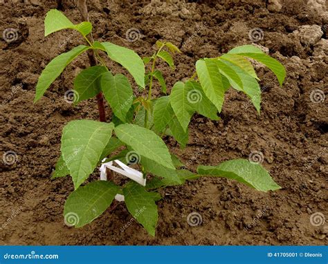 Walnut Tree Sapling Royalty-Free Stock Photo | CartoonDealer.com #41705001