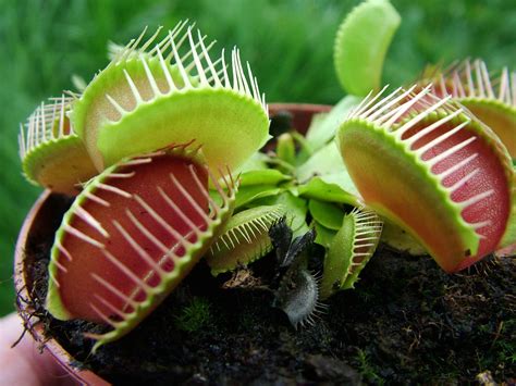 group of venus fly traps..Need one...these are so cool Poisonous Plants, Carnivorous Plants ...