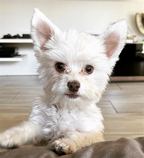 White Yorkie Guide: Is This Coat Color Actually Possible?