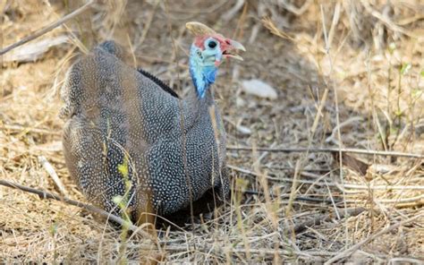 Do Guinea Fowl Lay Eggs? Everything You Should Know - LearnPoultry