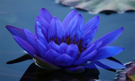 Blue Water Lily: The National Flower of Srilanka