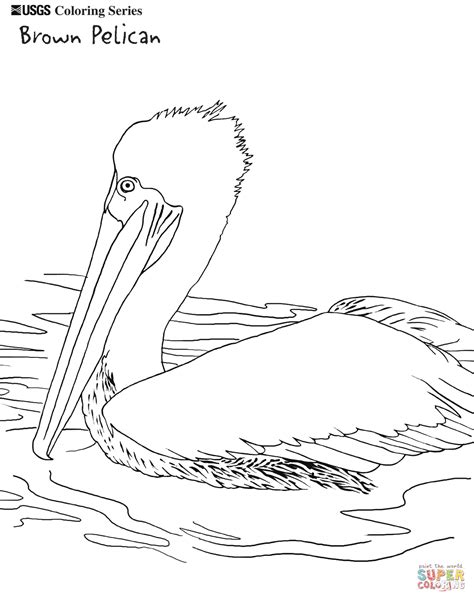 Brown Pelican coloring page | Free Printable Coloring Pages