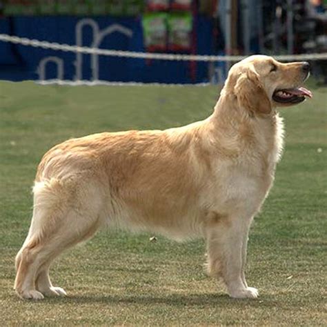 At What Age Is A Female Golden Retriever Full Grown