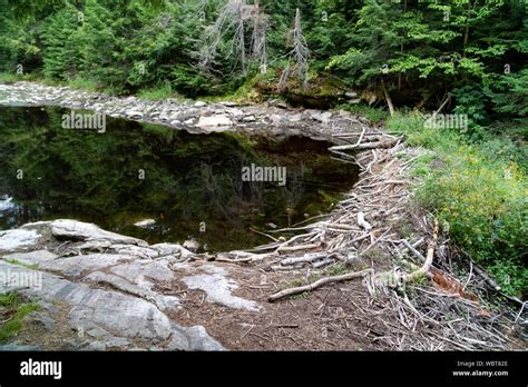 Beaver Dam in Canadian lake Stock Photo - Alamy