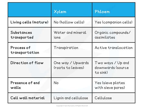 CIE A Level Biology复习笔记7.1.4 Phloem Sieve Tube Elements-翰林国际教育