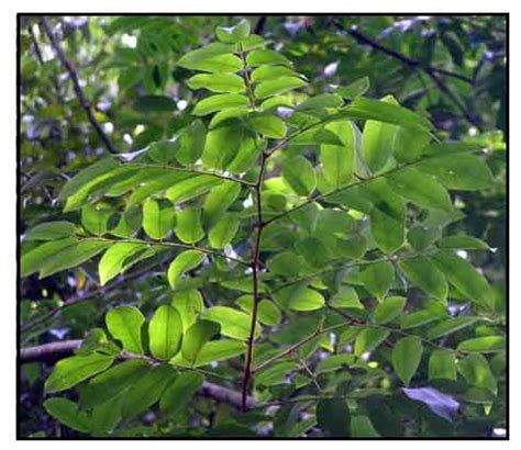 Dao, Dracontomelon dao (Blanco) Merr. & Rolfe, PACIFIC WALNUT, Ren mian zi: Philippine Medicinal ...