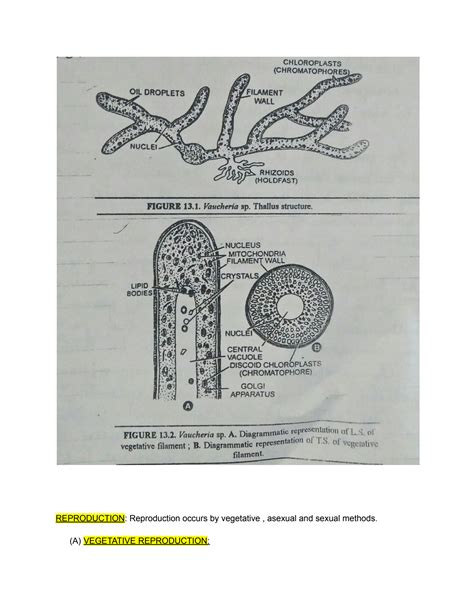 SOLUTION: Vaucheria _Classification_Ocurrence _Vegetative structure _ and -Reproduction - Studypool