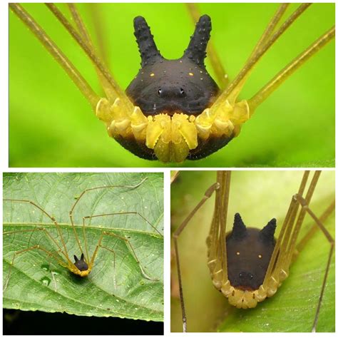 Bunny Harvestman Spider : r/AIDKE